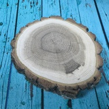 Спил дуб/ вяз/ груша 12-16 см