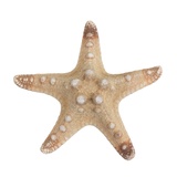 Декоративная морская звезда 1 шт. Цв. натуральный MZF-001/01