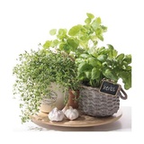 Салфетка для декупажа 33*33 см. Flavor of herbs SDL874000 Салфетка для декупажа 33*33 см. Flavor of herbs SDL874000